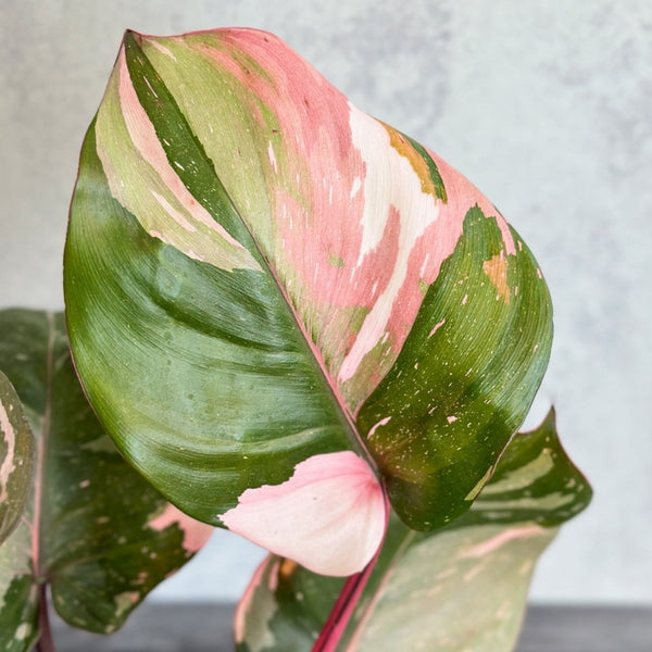 Close up of pink & white variegation on Philodendron Pink Princess leaves