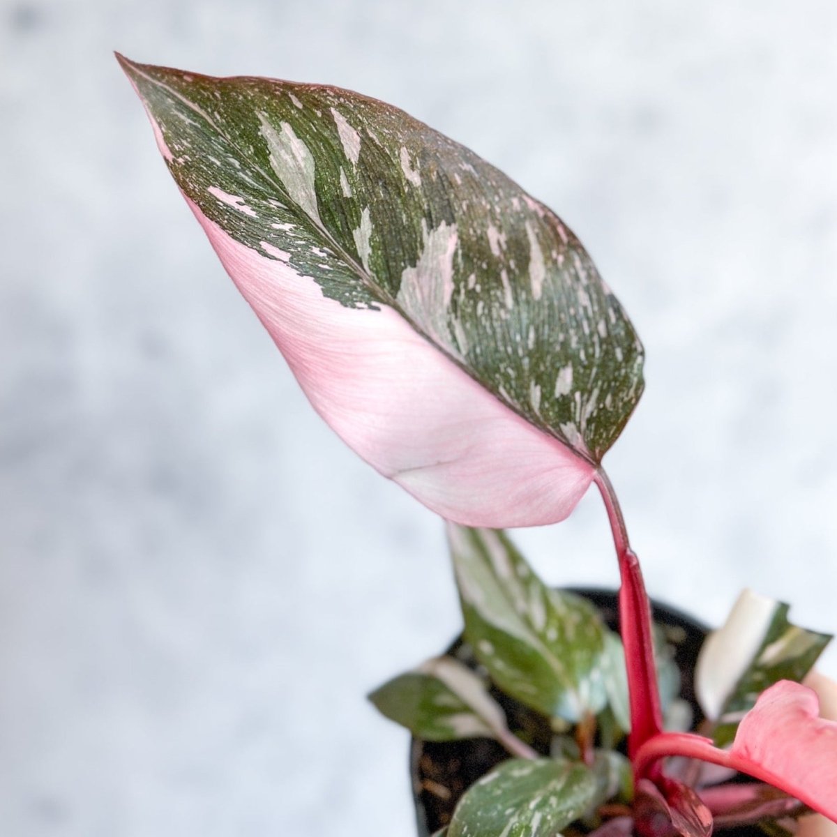 is philodendron pink princess rare Philodendron 'Pink Princess'
