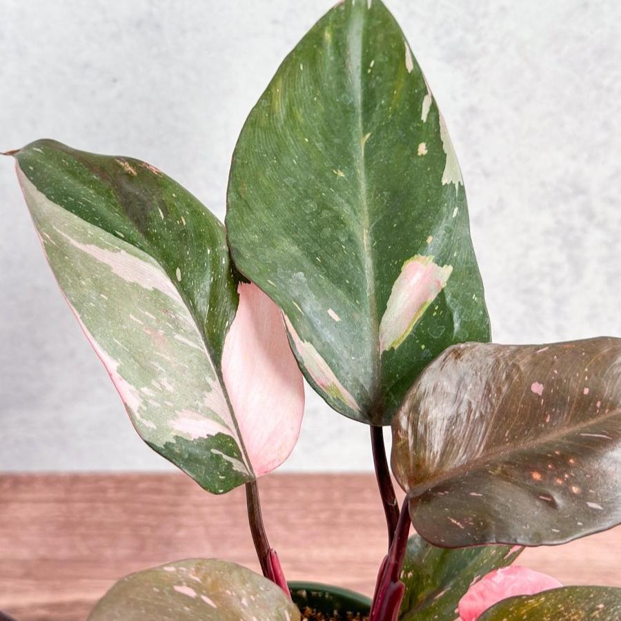 Philodendron erubescens - Pink Princess Philodendron - Various Sizes - Ed's Plant Shop