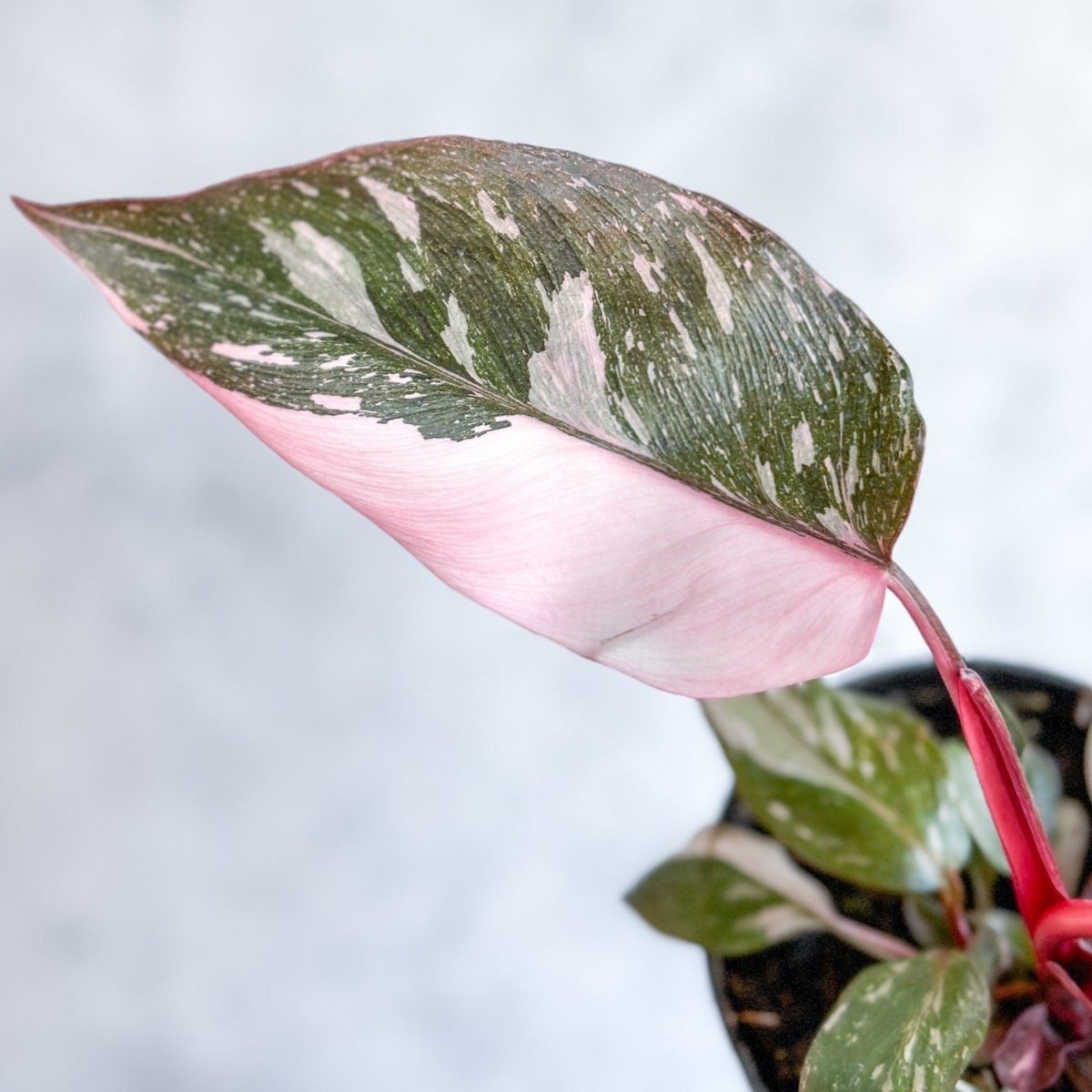 Philodendron 'Pink Princess' | Rare Pink-Variegated Philodendron