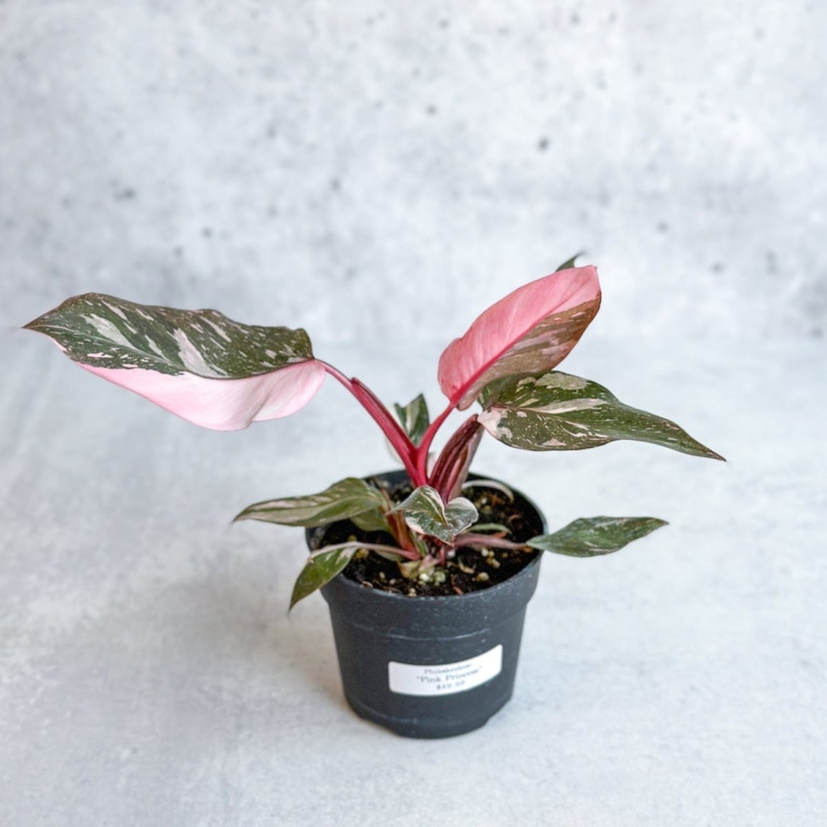 is the pink princess philodendron rare Philodendron 'Pink Princess'