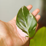 Philodendron erubescens - Pink Princess Philodendron - Various Sizes - Ed's Plant Shop