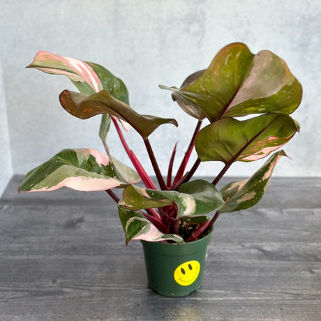 Philodendron erubescens - Pink Princess Philodendron - Various Sizes - Ed's Plant Shop