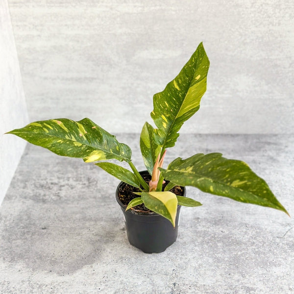 Philodendron erubescens ‘Ring Of Fire' variegated plant in 4.5 Inch nursery pot against white background - Ed's Plant Shop