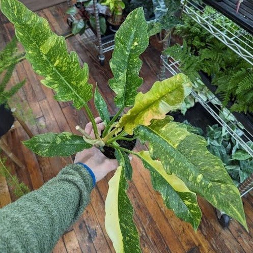 Philodendron erubescens ‘Ring Of Fire' - 4.5 Inch - Ed's Plant Shop