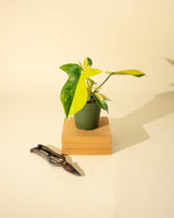 philodendron gold site aroid.org Philodendron Florida Beauty 'Sunrise'