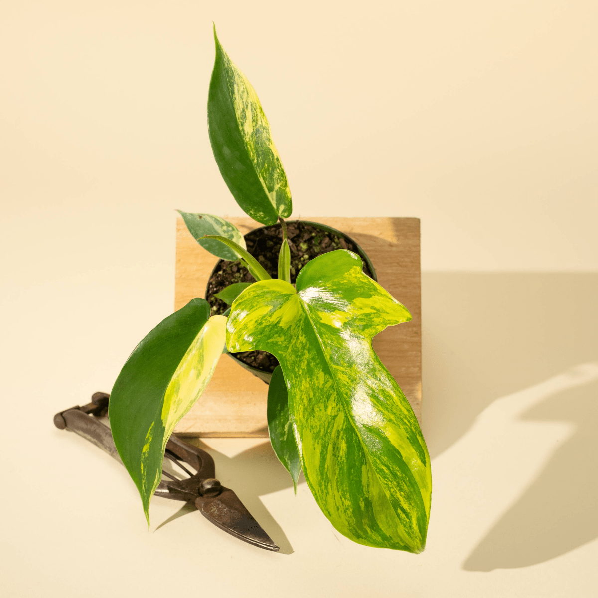 philodendron florida beauty kaufen Philodendron Florida Beauty 'Sunrise'