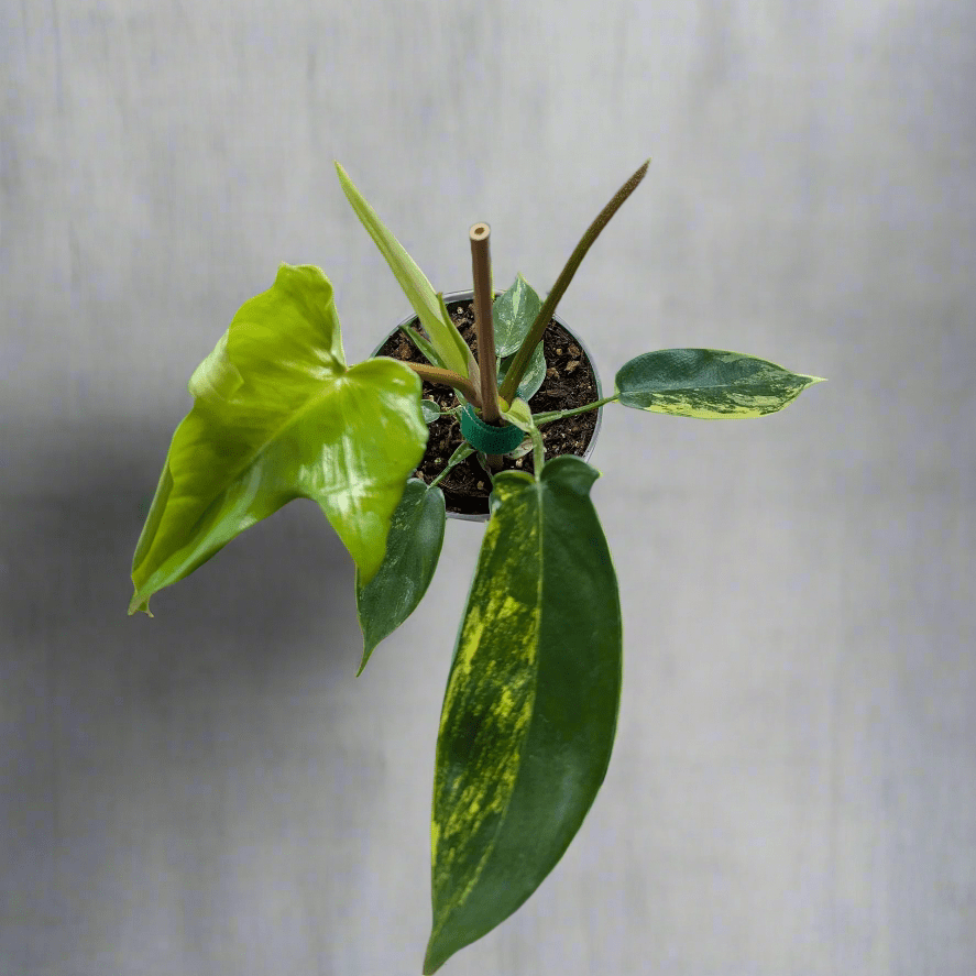 florida green philodendron variegated Philodendron Florida Beauty Variegated
