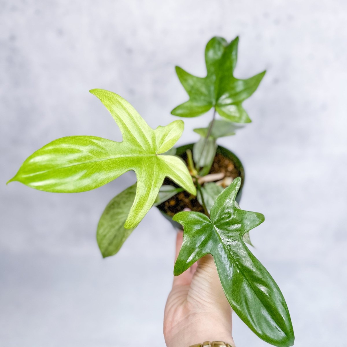 philodendron florida ghost moss pole Philodendron 'Florida Ghost' – Rare Indoor Plant