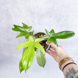 philodendron florida ghost ebay Philodendron 'Florida Ghost' – Rare Indoor Plant