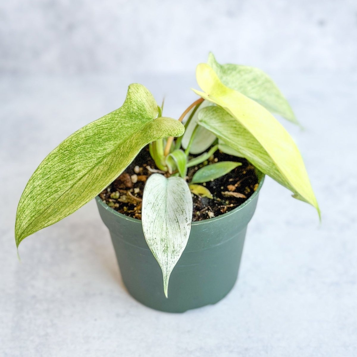 Philodendron ‘Florida Ghost' - Florida Ghost Philodendron - 4.5 Inch - Ed's Plant Shop