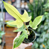 Philodendron ‘Florida Ghost Mint' - Florida Ghost Mint Philodendron - 4 Inch - Ed's Plant Shop