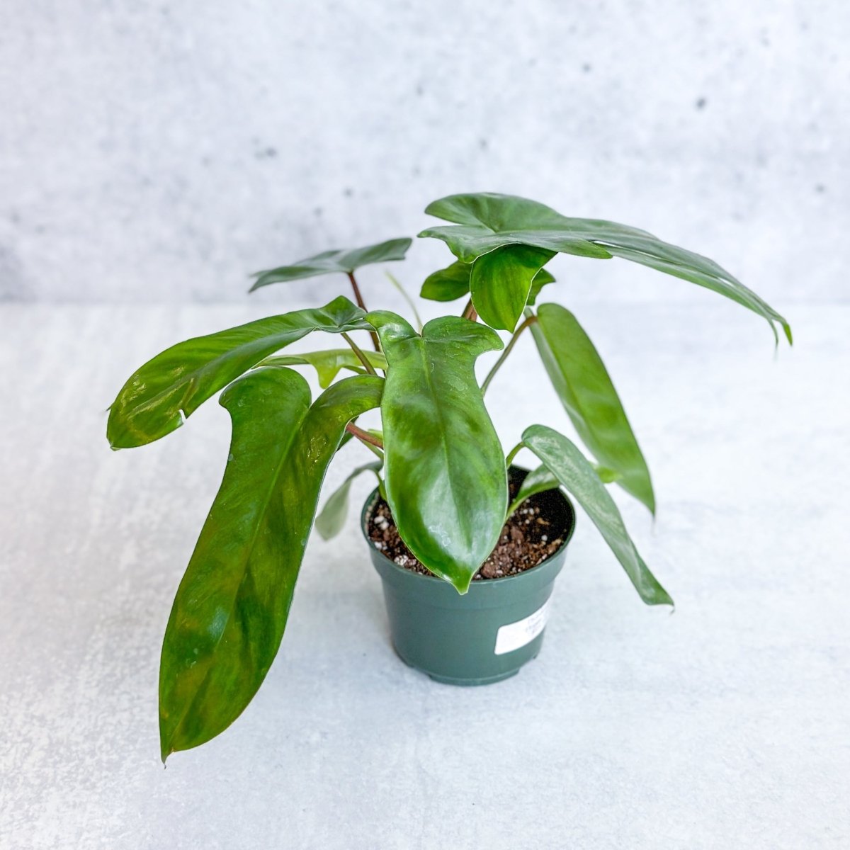 Philodendron ‘Florida Green’ - 4 Inch - Ed's Plant Shop