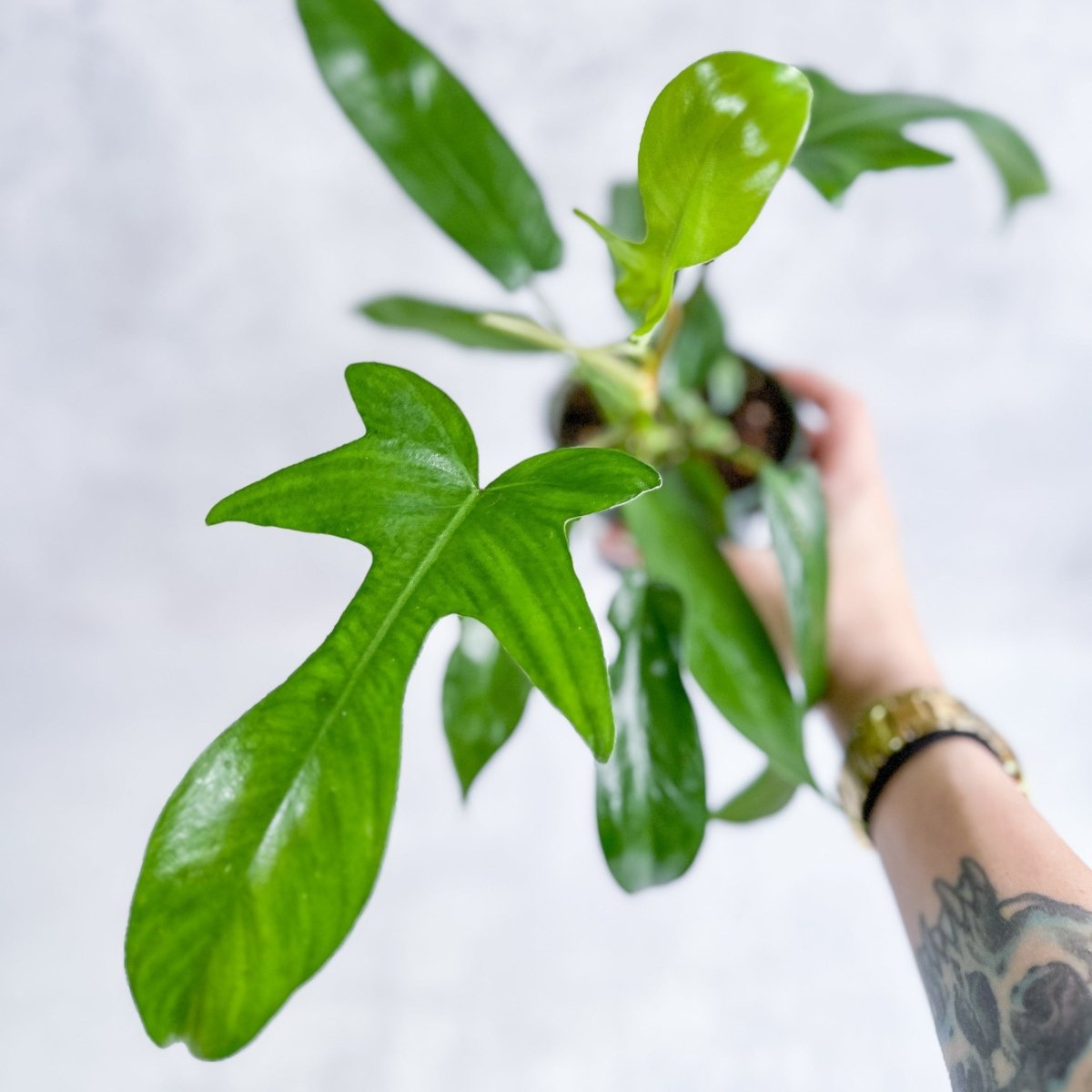 philodendron florida hybrid Philodendron ‘Florida Green’