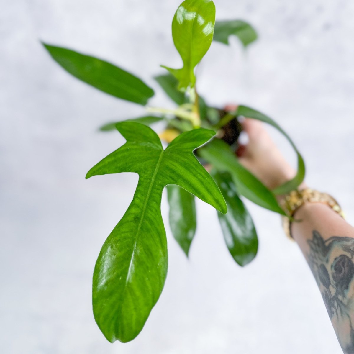 Philodendron ‘Florida Green’ - 4 Inch - Ed's Plant Shop