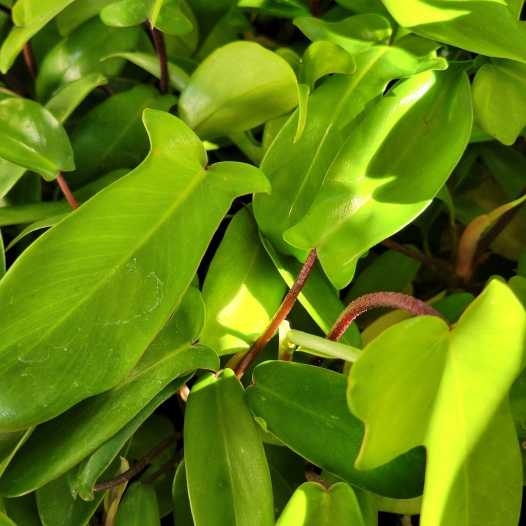 Philodendron 'Florida Green' - Florida Green Philodendron Plug - Ed's Plant Shop