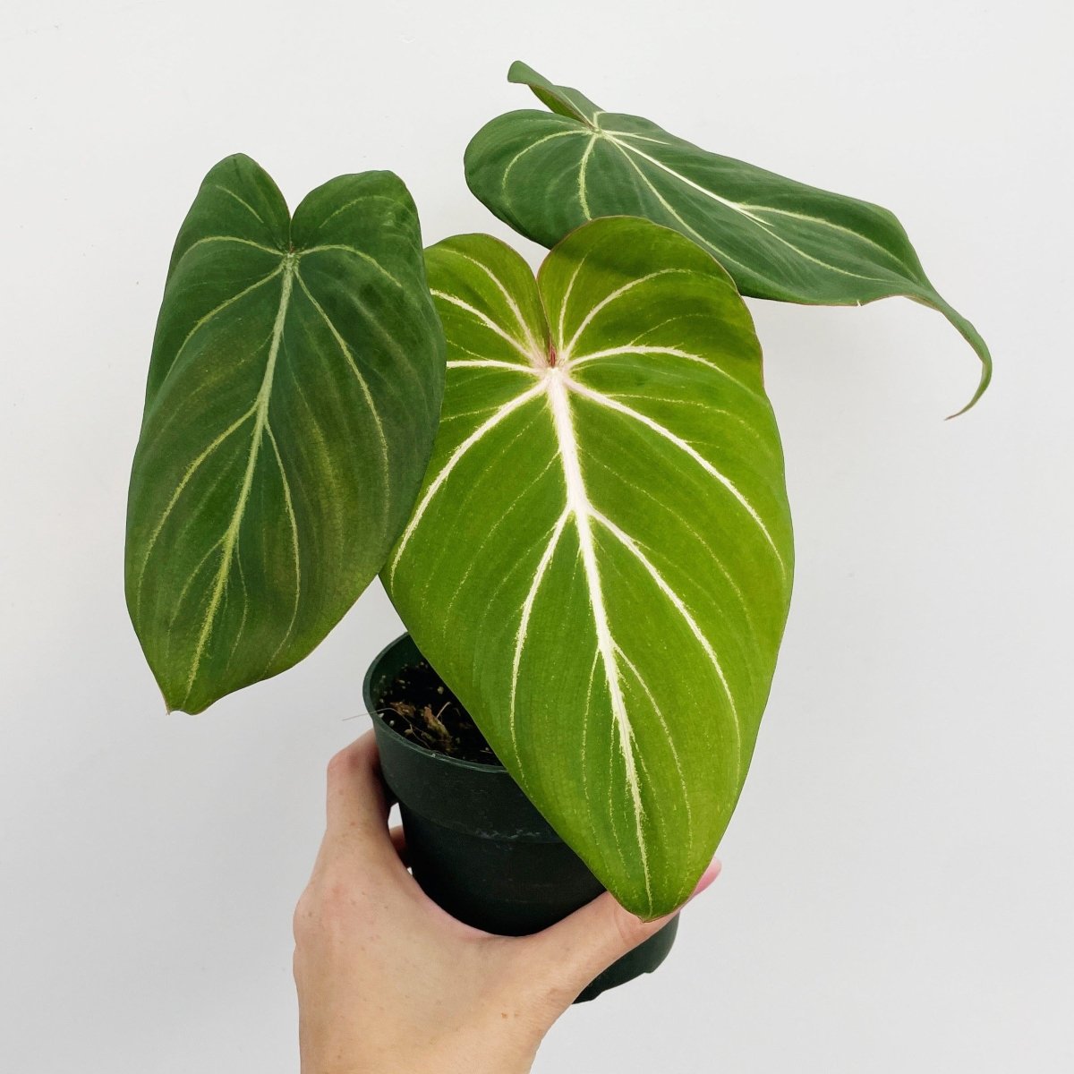 Philodendron gloriosum - Glorious Philo - 4.5 Inch - Ed's Plant Shop