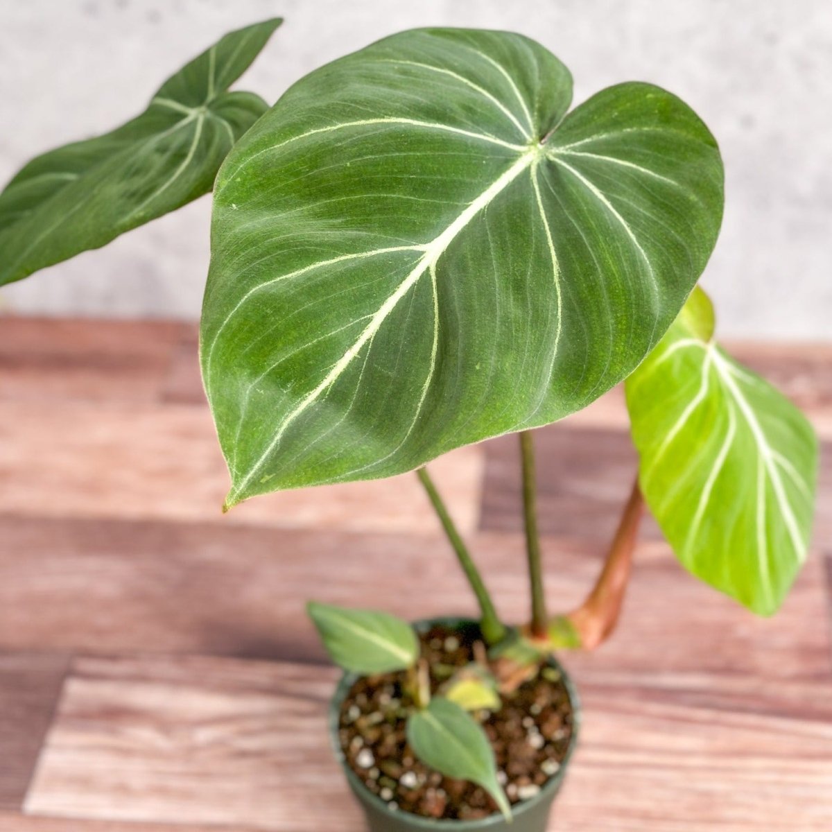 philodendron gloriosum baby plant Philodendron gloriosum