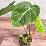 Philodendron gloriosum - Glorious Philo - 4.5 Inch - Ed's Plant Shop