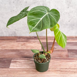 Philodendron gloriosum - Glorious Philo - 4.5 Inch - Ed's Plant Shop