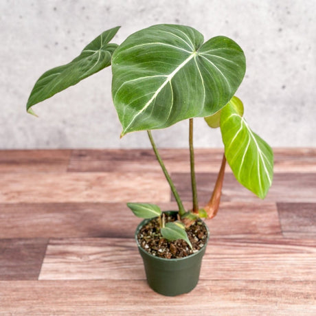 Philodendron gloriosum - Glorious Philo - 4.5 Inch - Ed's Plant Shop