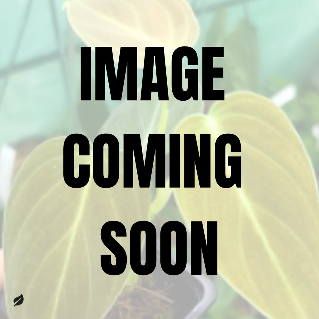 Philodendron gloriosum x melanochrysum - Hybrid Glorious Philo - Ed's Plant Shop