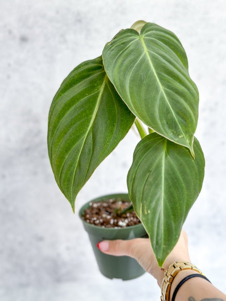 Philodendron gloriosum x melanochrysum - Hybrid Glorious Philo - Ed's Plant Shop