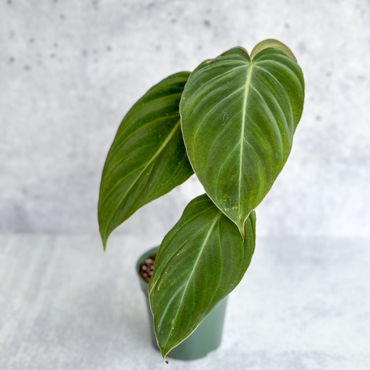 philodendron melanochrysum in the wild Philodendron gloriosum x melanochrysum