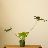 Philodendron Goeldii - ‘Finger Leaf’ - Ed's Plant Shop