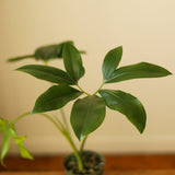 philodendron finger leaf Finger Leaf Philodendron