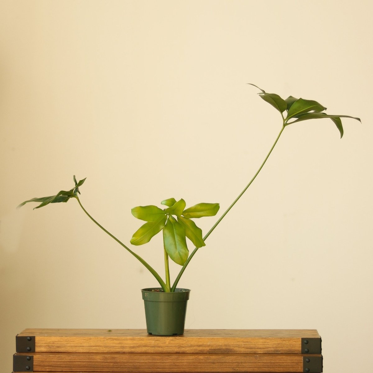 healthy philodendron 4" Nursery Pot