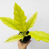 Philodendron 'Golden Crocodile' - Golden Crocodile Philodendron - Various Sizes - Ed's Plant Shop