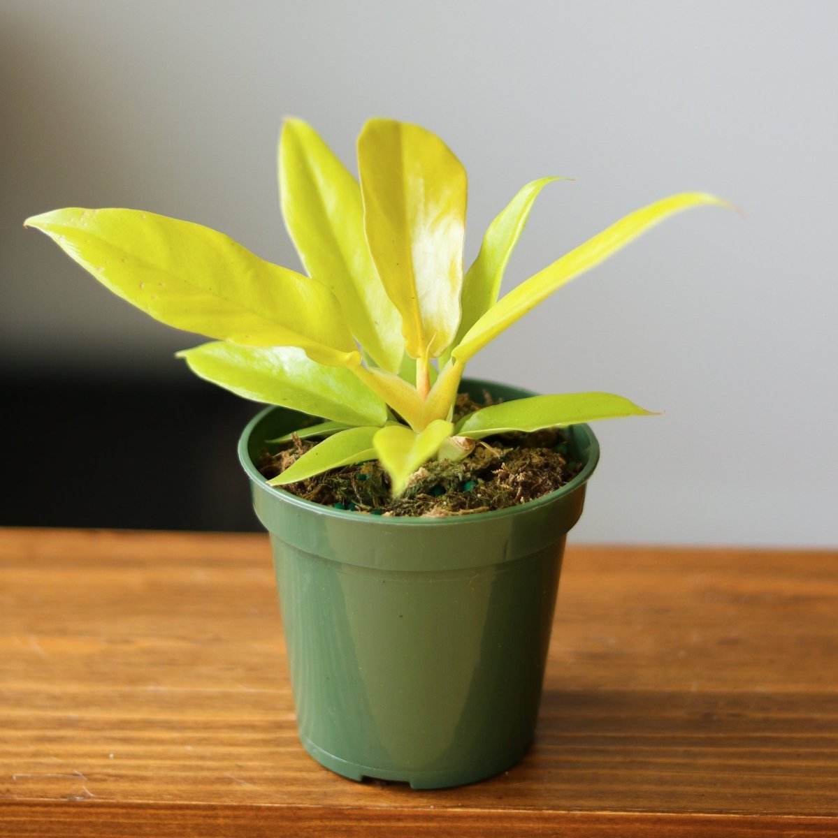 Philodendron 'Golden Crocodile' – Golden Foliage Plant – Ed's