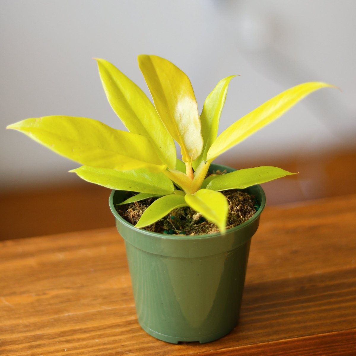 Philodendron 'Golden Crocodile' - Golden Crocodile Philodendron - Various Sizes - Ed's Plant Shop