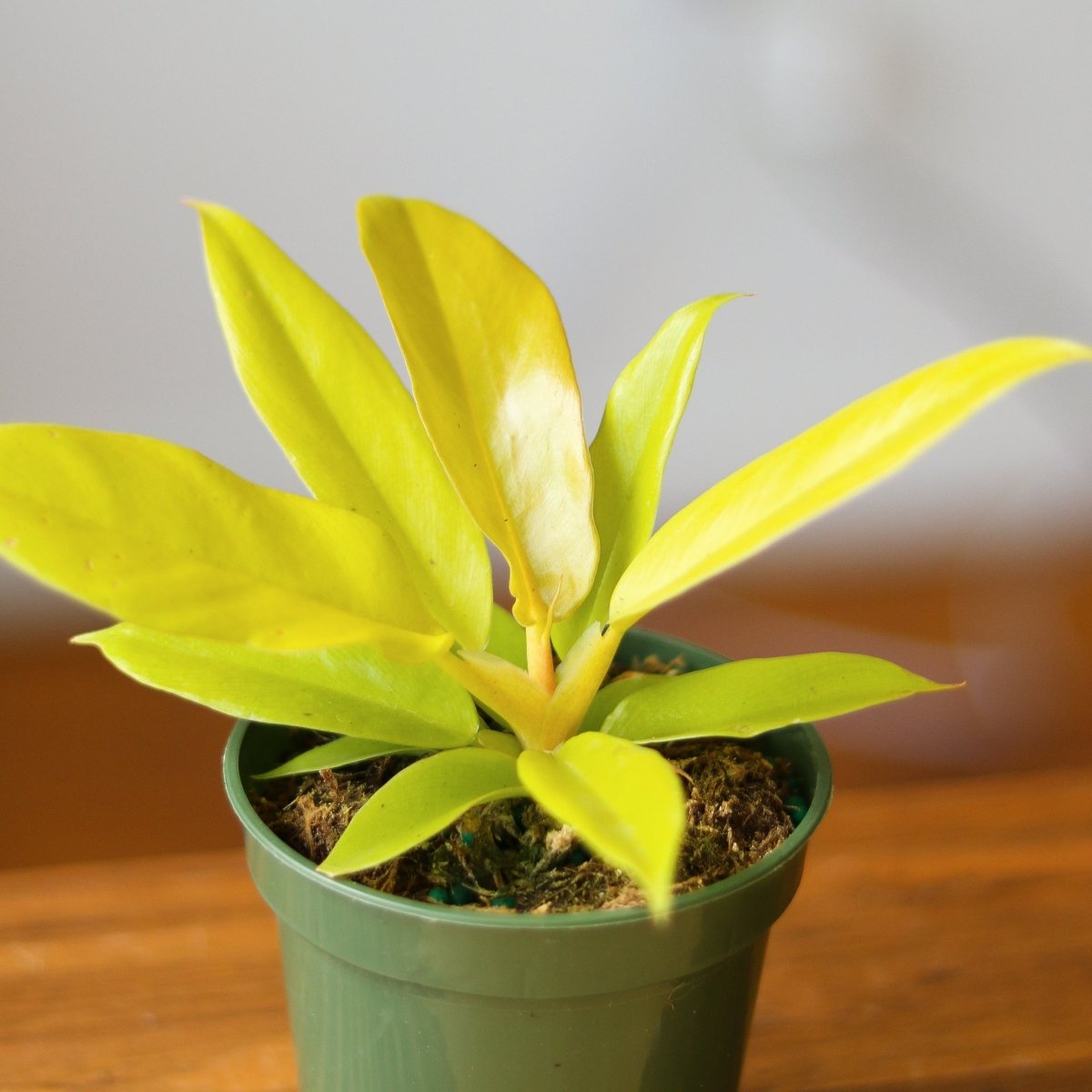 Philodendron 'Golden Crocodile' - Golden Crocodile Philodendron - Various Sizes - Ed's Plant Shop