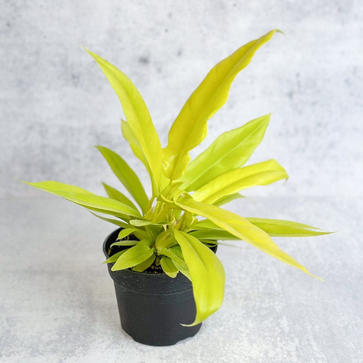 Philodendron 'Golden Crocodile' – Golden Foliage Plant – Ed's