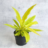 Philodendron 'Golden Crocodile' - Golden Crocodile Philodendron - Various Sizes - Ed's Plant Shop