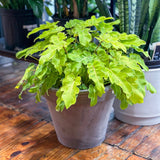 Philodendron 'Golden Xanadu' - Golden Xanadu Philodendron - Ed's Plant Shop