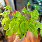 xanadu golden philodendron Buy Philodendron Golden Xanadu Plant in 8" Nursery Pot – Ed's Plant Shop