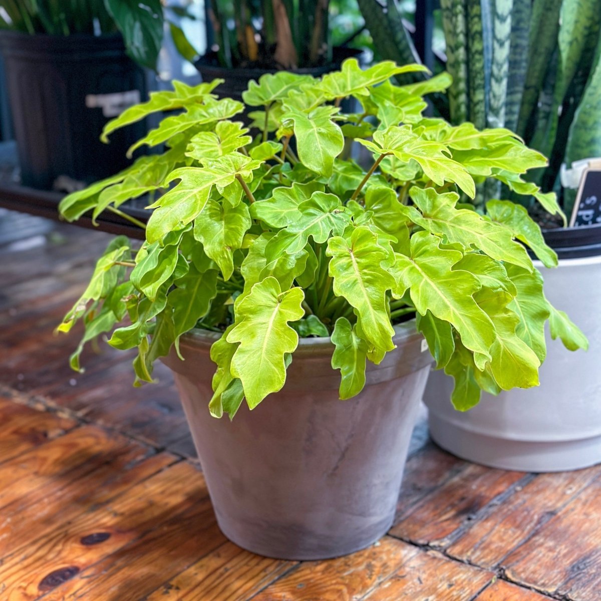 philodendron xanadu golden care Philodendron 'Golden Xanadu'