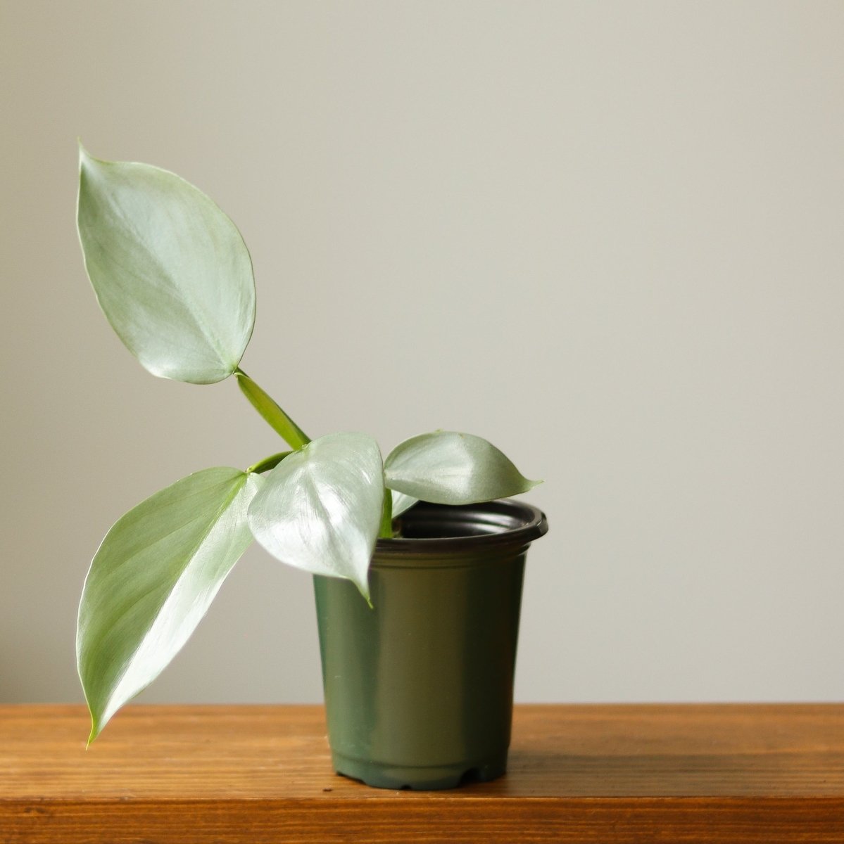 Ed's Plant Shop Philodendron Hastatum Silver Sword - Thumbnail 2