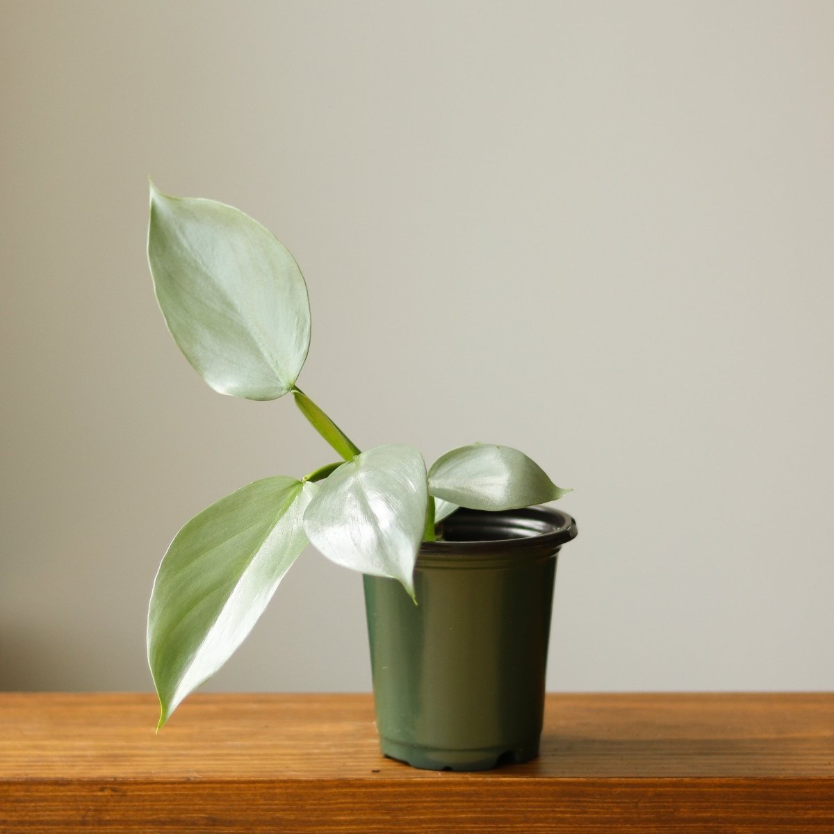 Philodendron Hastatum 'Silver Sword' - Various Sizes - Ed's Plant Shop