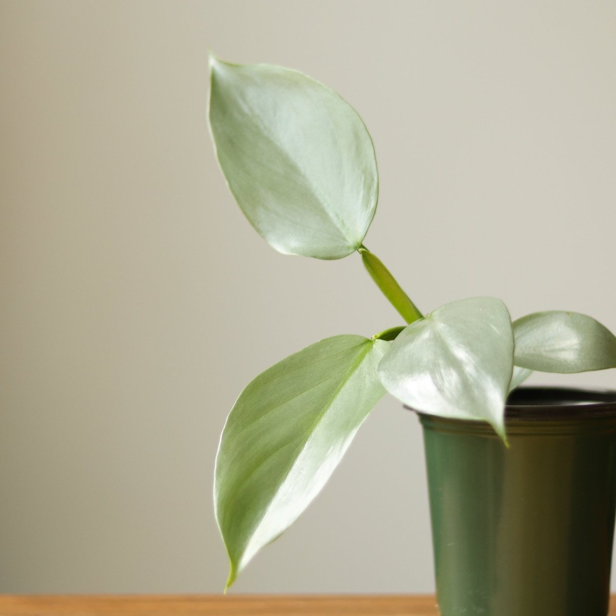 philodendron green sword Philodendron hastatum 'Silver Sword' 4in pot