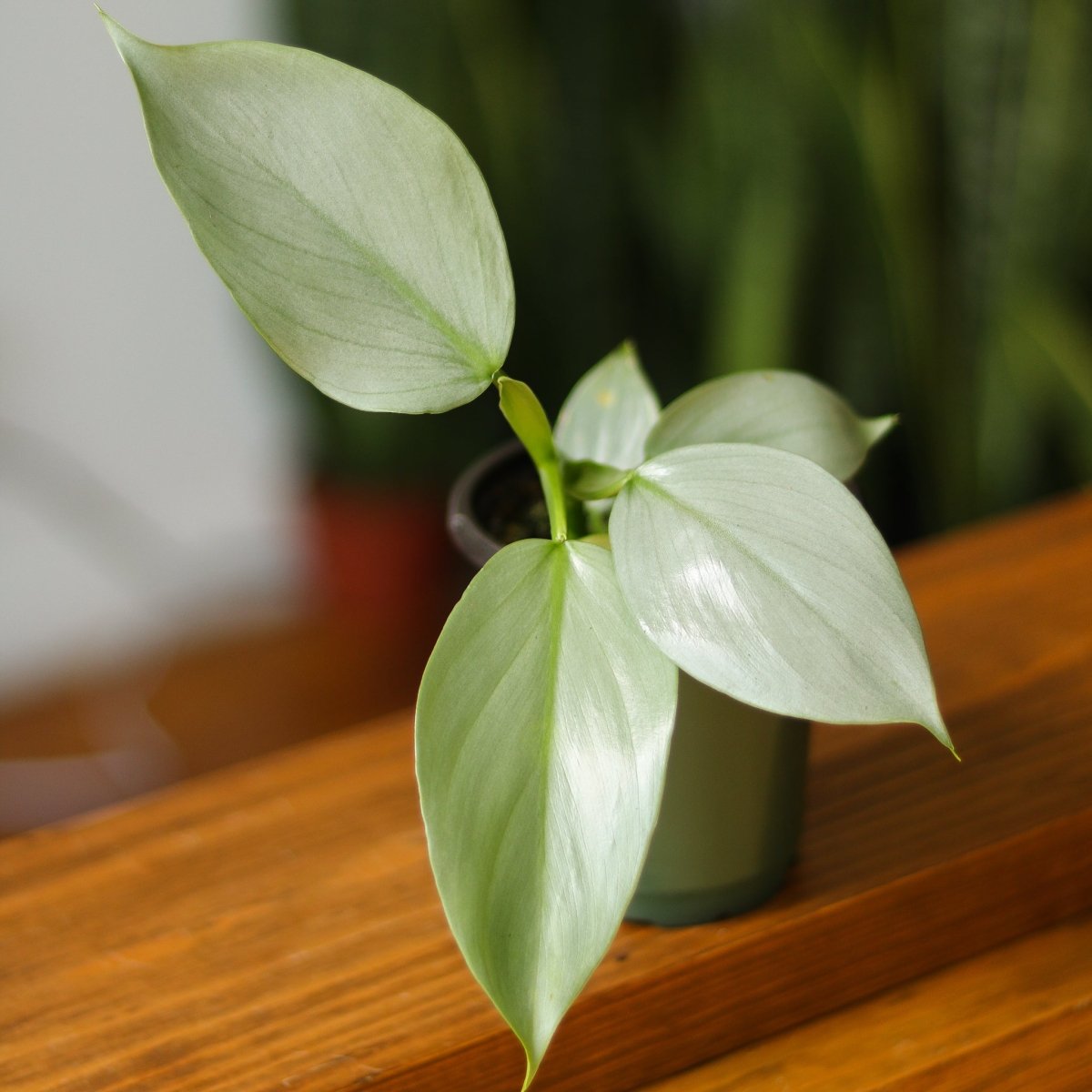 Philodendron Hastatum 'Silver Sword' - Various Sizes - Ed's Plant Shop