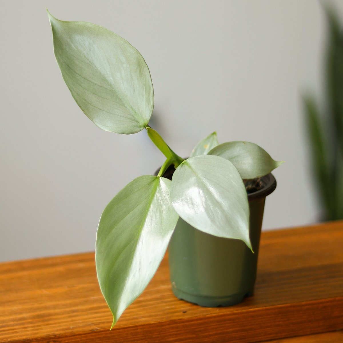 Philodendron hastatum 'Silver Sword' 4in pot