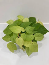 Philodendron Heart Leaf Lemon Lime in 6-inch size nursery pot