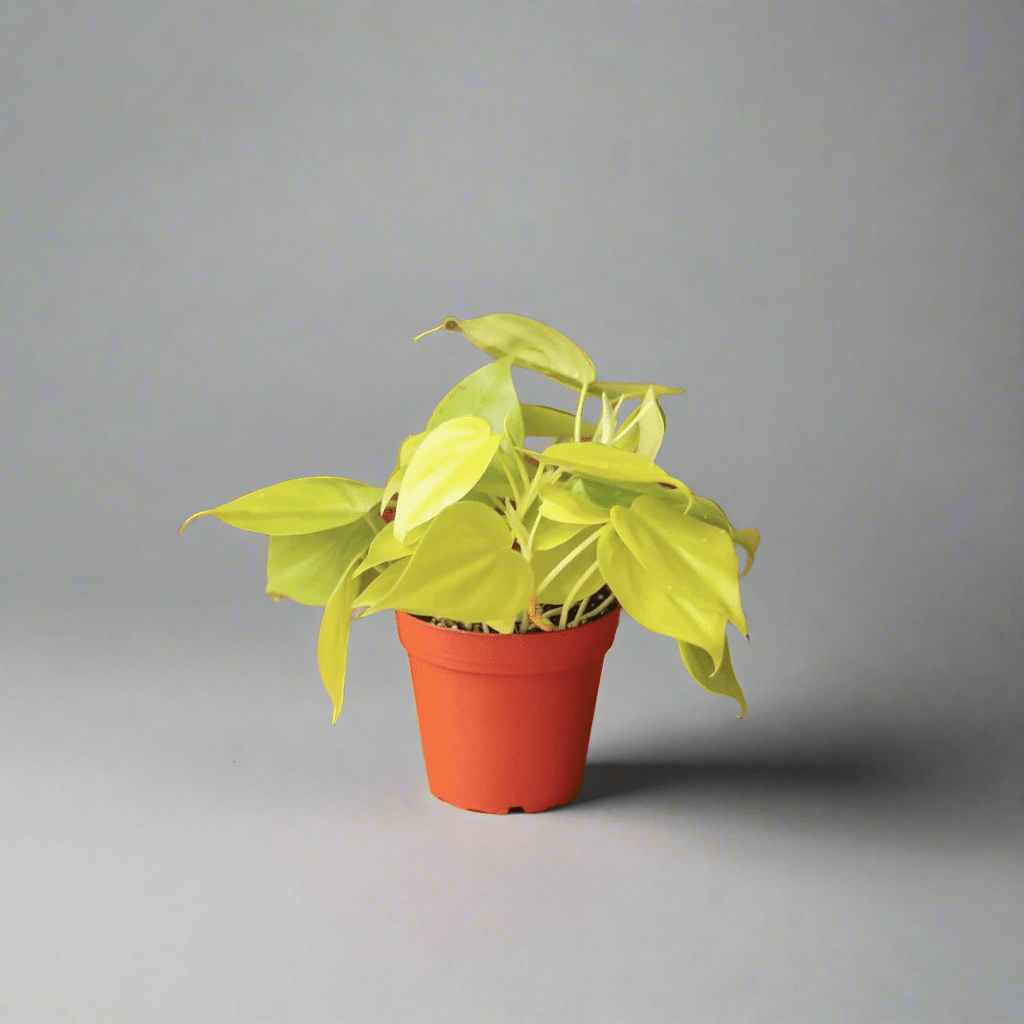 philodendron neon vs lemon lime Lemon Lime Vining Heartleaf Philodendron cordatum - Easy to Grow