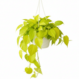Philodendron Heartleaf 'Lemon Lime' - Ed's Plant Shop