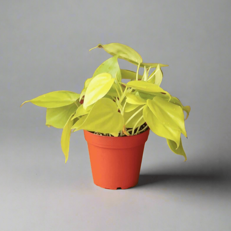 philodendron heartleaf neon Lemon Lime Vining Heartleaf Philodendron cordatum - Easy to Grow