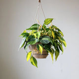 Philodendron hederaceum ‘Brasil’ - Ed's Plant Shop